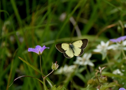 ミヤマモンキチョウ6180◎