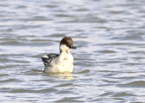 ミコアイサ♀1312