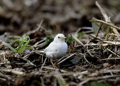 タヒバリ(白化)6580
