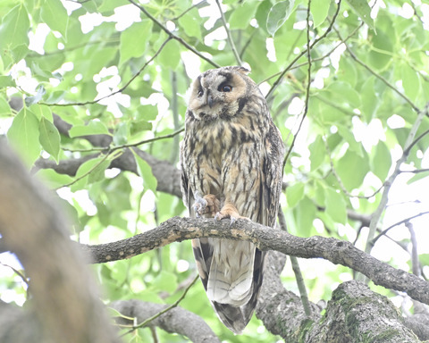 トラフズクの♀親4689