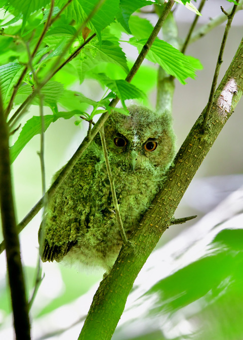 オオコノハズクのヒナ③4316