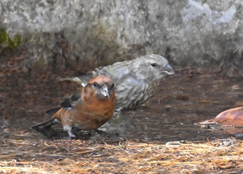イスカ幼鳥7686-01