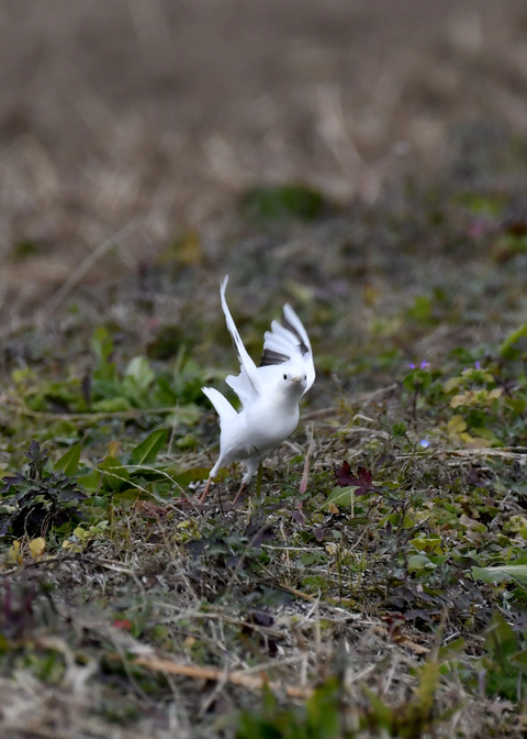 飛ぶ・白化ハクセキレイ8206