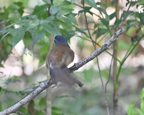 さんこうちょう8013