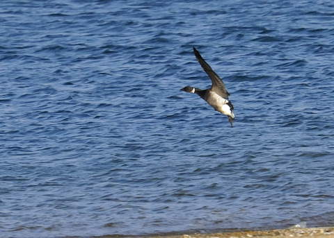 飛ぶ・コクガン0927