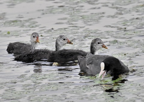 オオバン親子8851