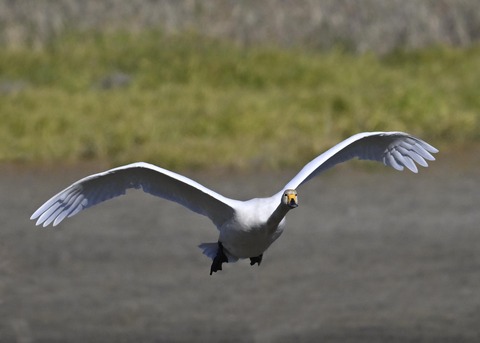 オオハクチョウ4049