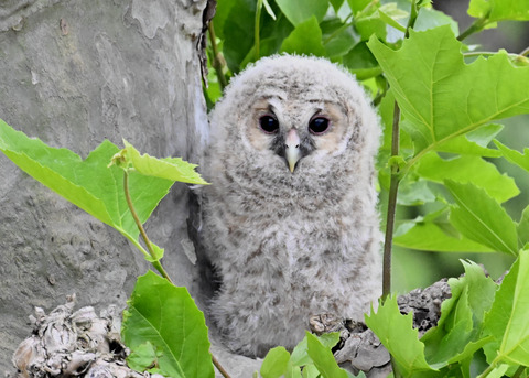 フクロウの雛6306