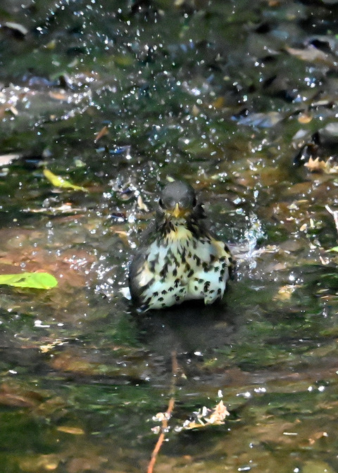 クロツグミ♀6802