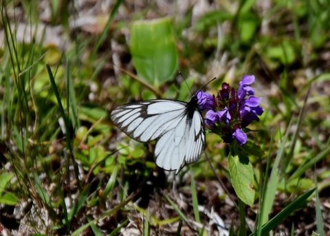 ミヤマシロチョウ♂2591
