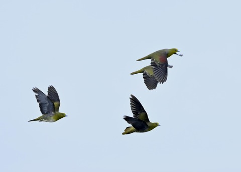 飛ぶ・アオバト♂♀3890