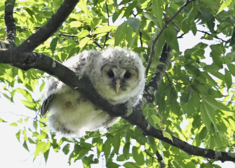 フクロウのヒナ6091