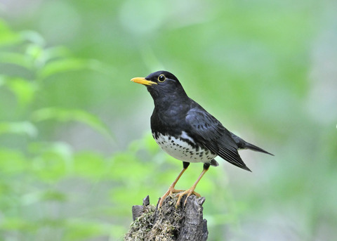 クロツグミ♂1037