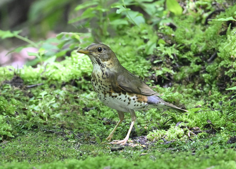 クロツグミ♀0011