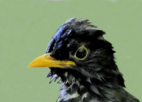 クロツグミ♂0000