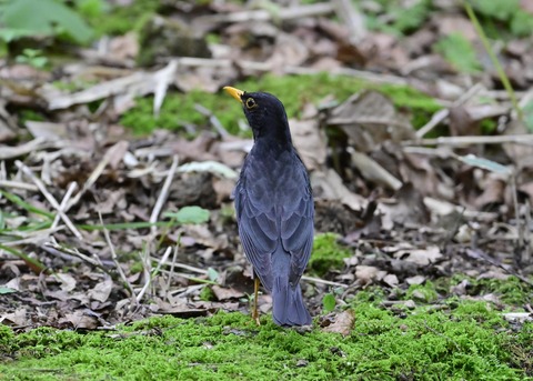 クロツグミ♂7098