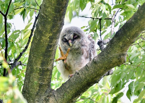 フクロウのヒナ②4410