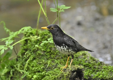 クロツグミ♂8996