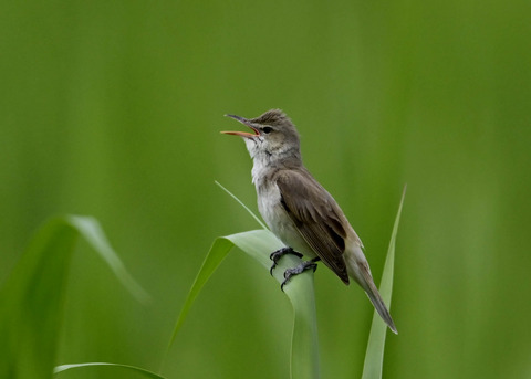 オオヨシキリ4312