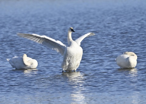 アメリカコハクチョウ8755