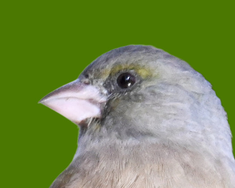 オオカワラヒワ7001