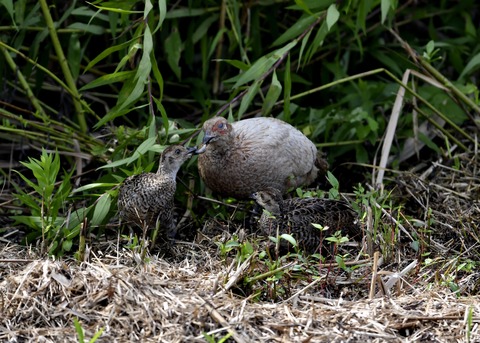 キジの親子4759○