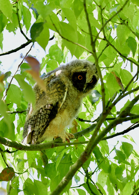 トラフズクのヒナ③9374