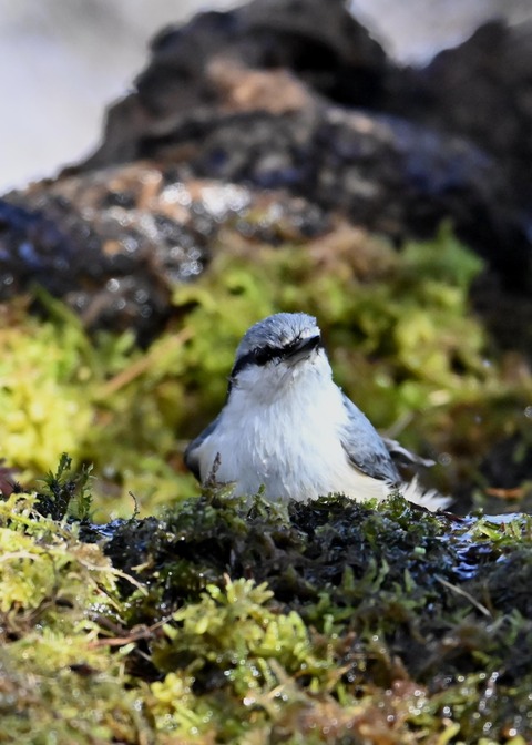 ゴジュウカら4682