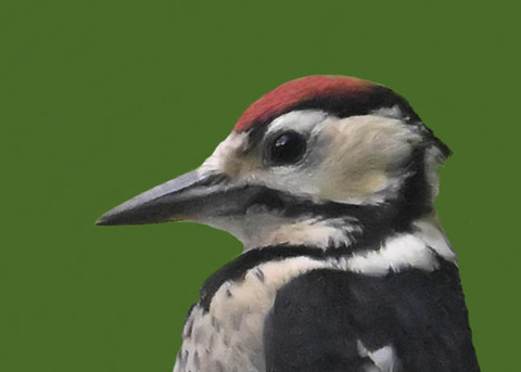 アカゲラ幼鳥8000