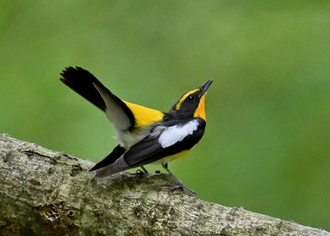 キビタキ成鳥♂5858