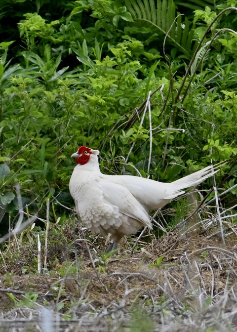 キジ♂白化1666