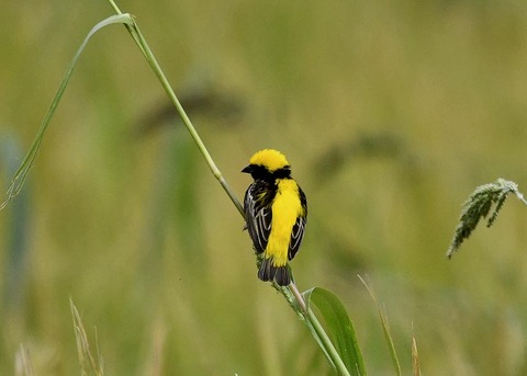 オウゴンチョウ1386