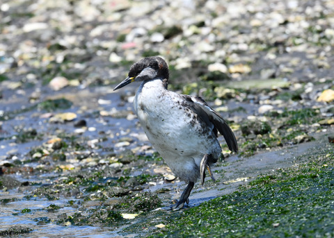 ｱｶｴﾘｶｲﾂﾌﾞﾘ7615