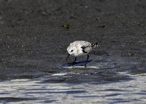 ミユビシギ夏羽→冬羽9532