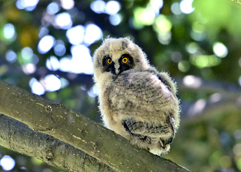 トラフズクのヒナ7732