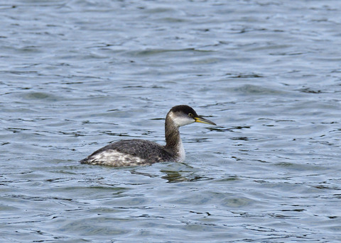 アカエリカイツブリ冬羽7478