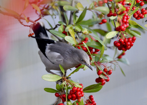 カラムクドリ1254