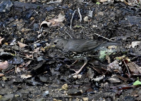 クロツグミ幼鳥5898