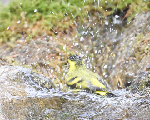 マヒワの水浴び9932