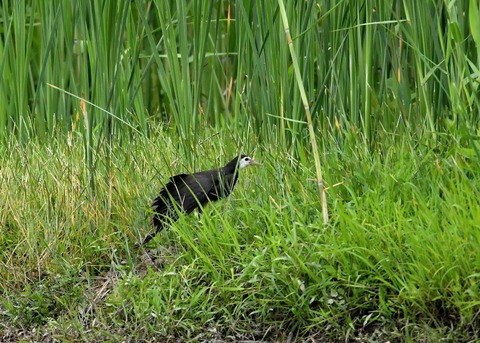 シロハラクイナ9528◎