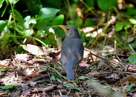 カラアカハラ若♂4650