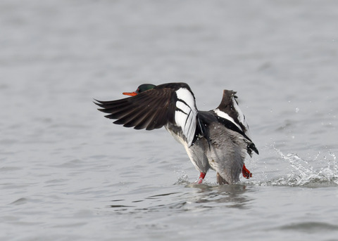 ウミアイサ♂7959