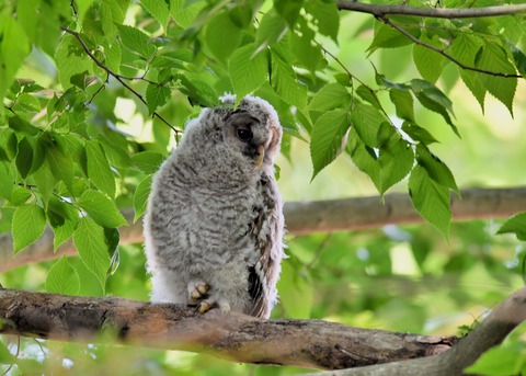 フクロウのヒナ6769