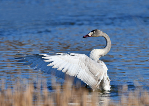 オオハクチョウ8571