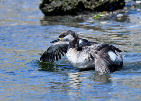 ｱｶｴﾘｶｲﾂﾌﾞﾘ7624
