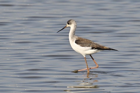 セイタカシギ幼鳥2845