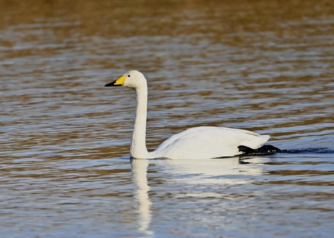 オオハクチョウ9883