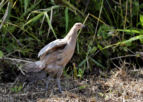キジの親子4911