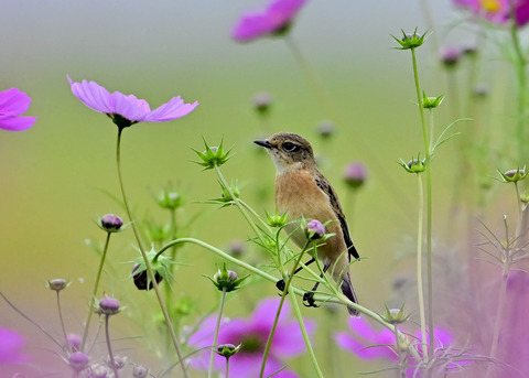 ノビタキ♀9656