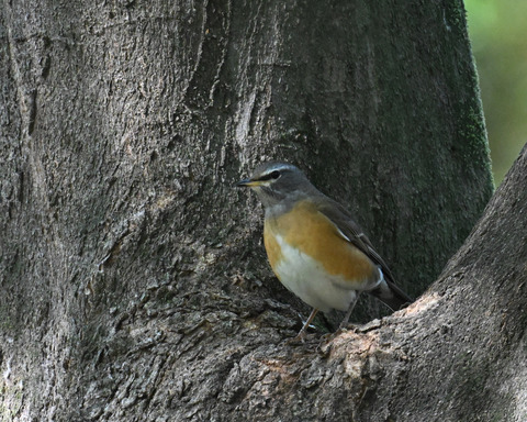 マミチャジナイ0715